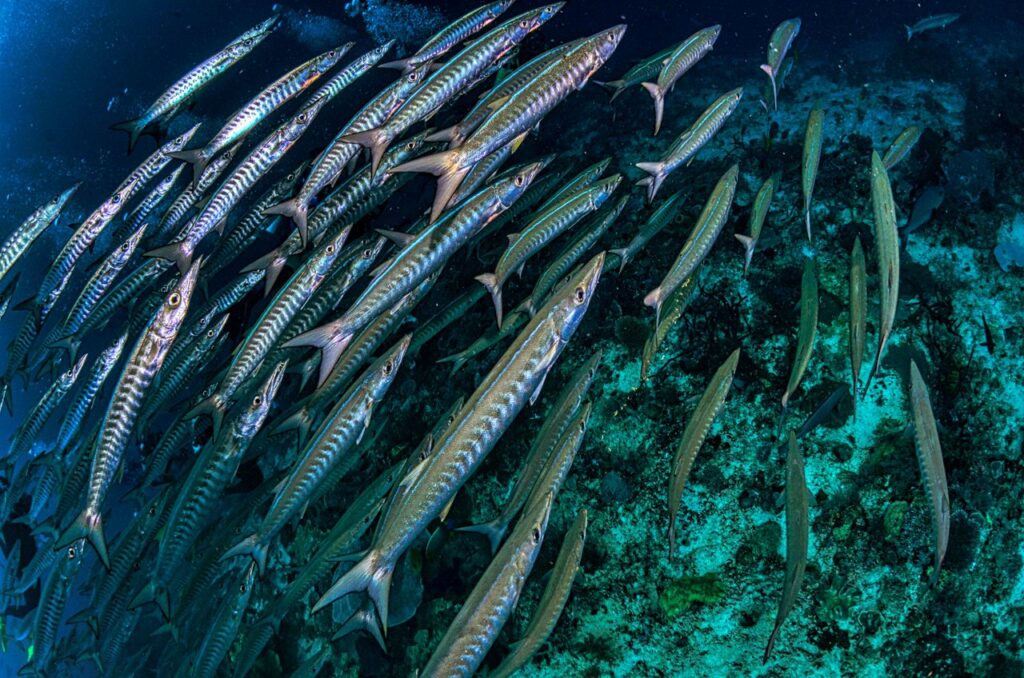 pexels photo 4618214 A stunning underwater view of a barracuda school swimming in West Papua, Indonesia, showcasing marine life diversity.