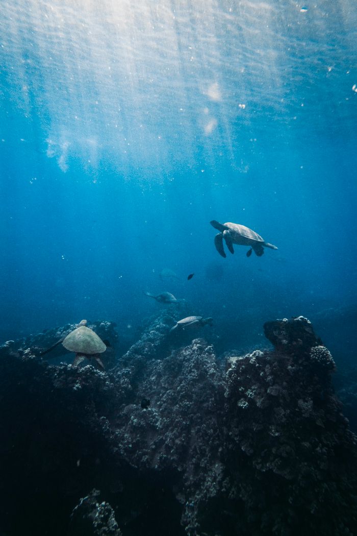 services-01 Beautiful underwater scene of sea turtles swimming over a coral reef in Lahaina, Hawaii.